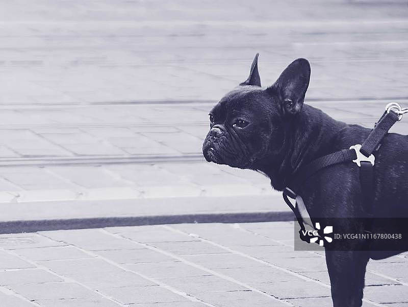 在街上行走的斗牛犬图片素材