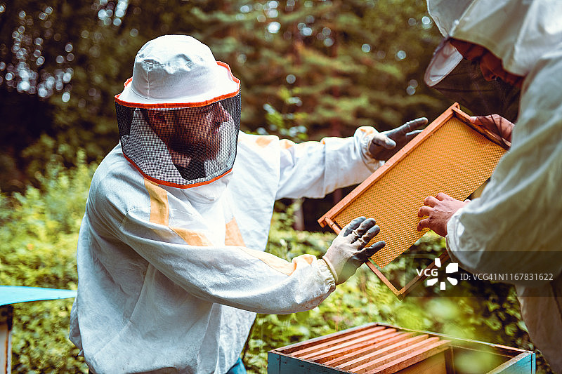 养蜂人照顾他们的蜜蜂图片素材