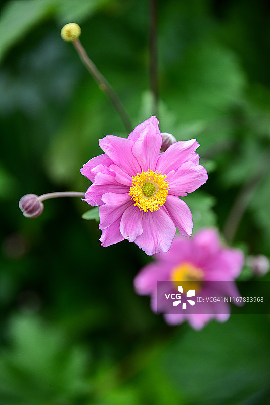 日本银莲花图片素材