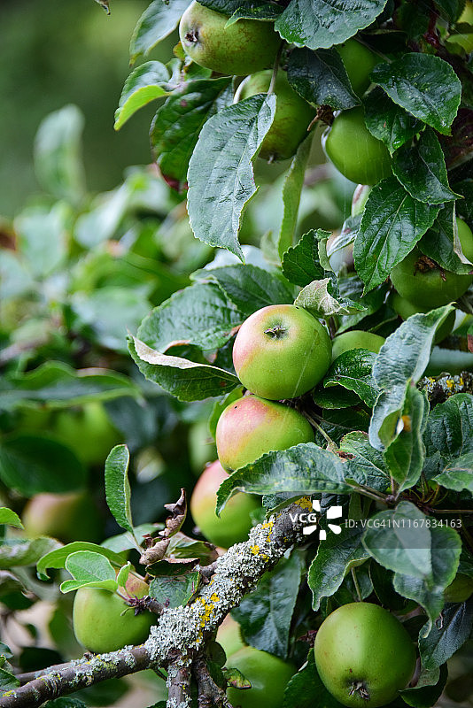 布拉姆利苹果图片素材