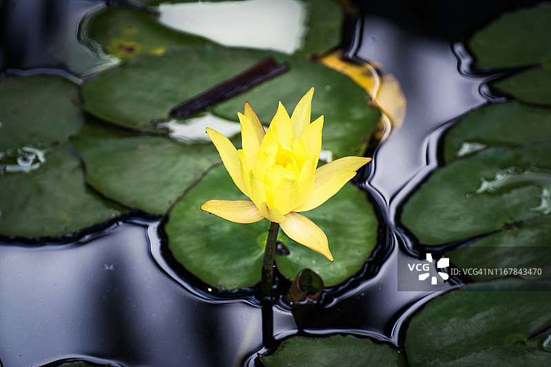 湖中的黄色睡莲图片素材