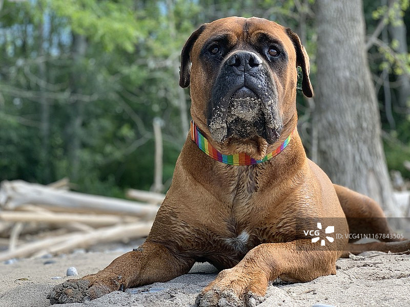 斗牛獒犬图片素材