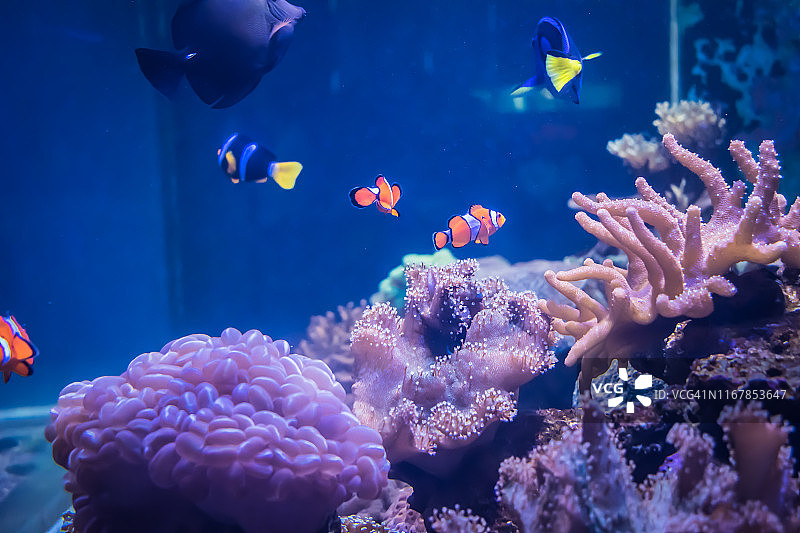 水族箱中色彩鲜艳的热带鱼特写图片素材