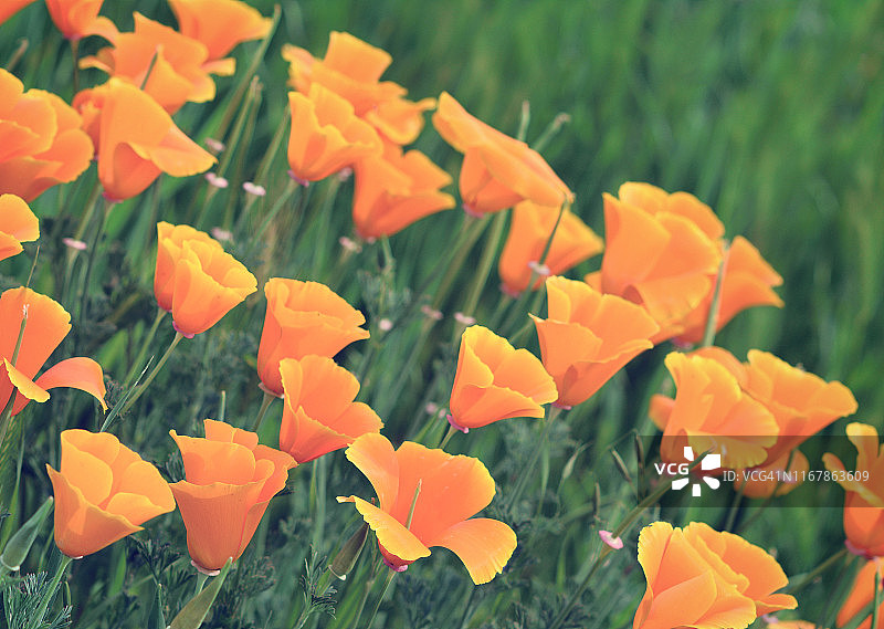 橙色罂粟花图片素材