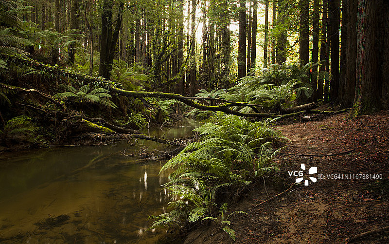 加利福尼亚红木森林和蕨类植物覆盖的小溪，位于澳大利亚维多利亚大洋路的大奥特威国家公园红木野餐区图片素材