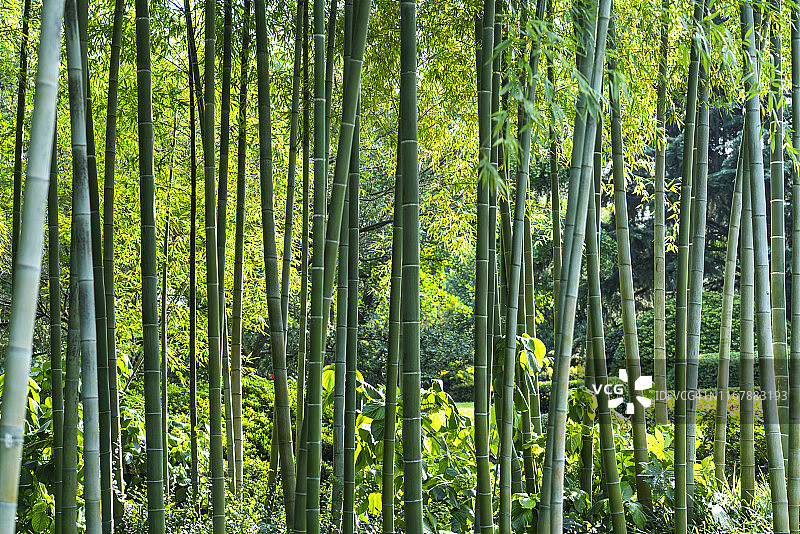 竹林特写图片素材
