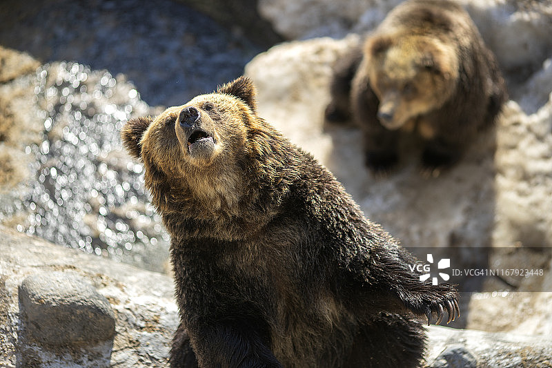 可爱日本熊在登别，热门旅游地图片素材