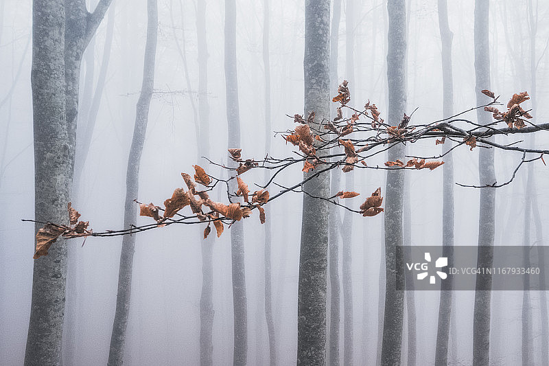 雾中的树图片素材