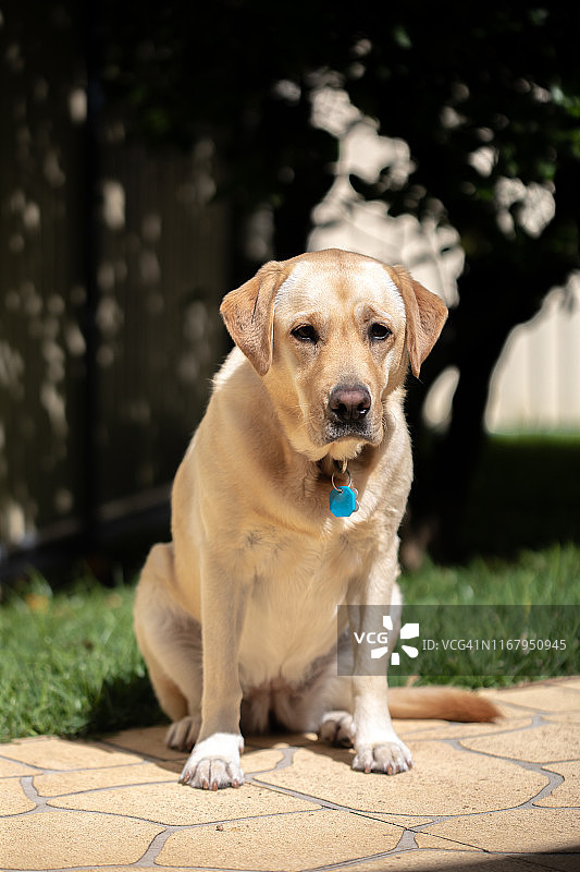 拉布拉多图片素材