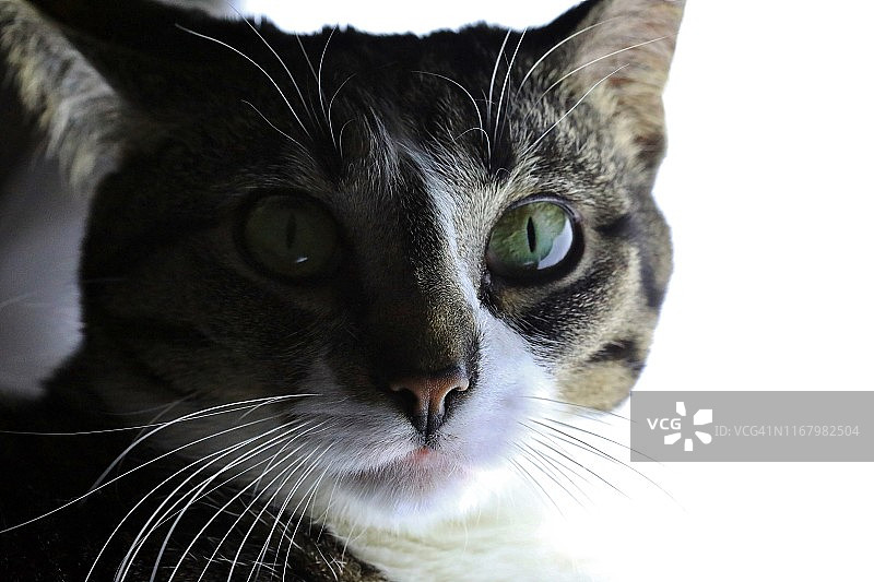 斑猫肖像图片素材