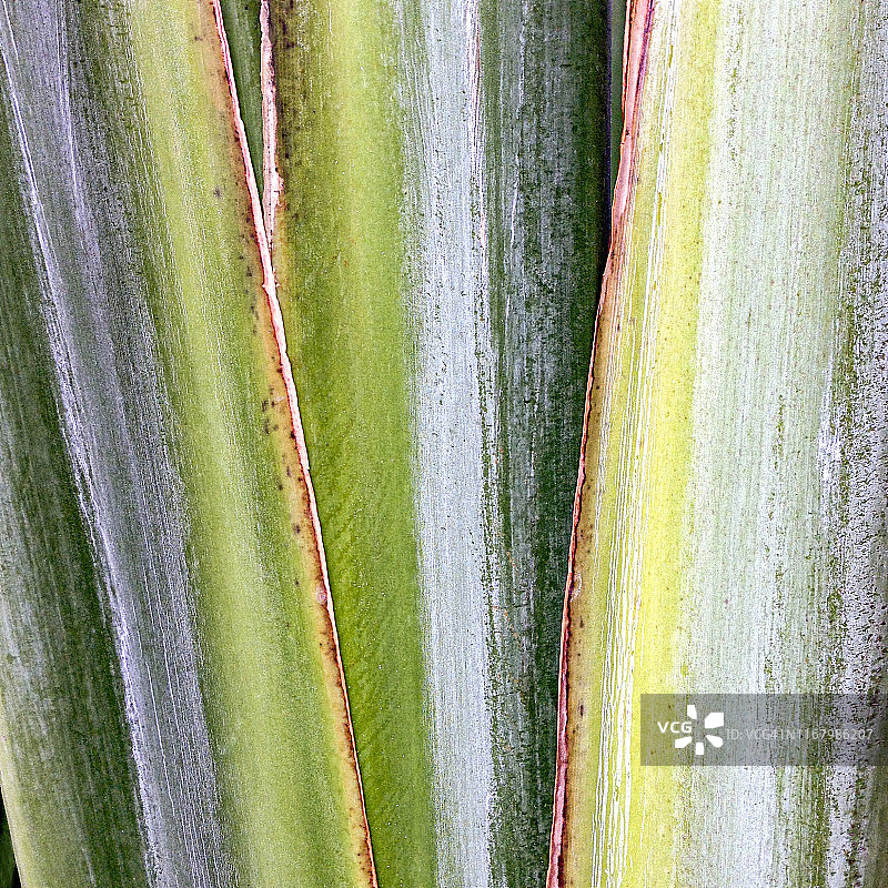 新加坡旅人蕉图片素材