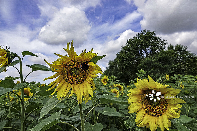 向日葵图片素材