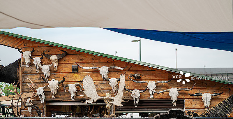 出售的带角动物头骨墙图片素材