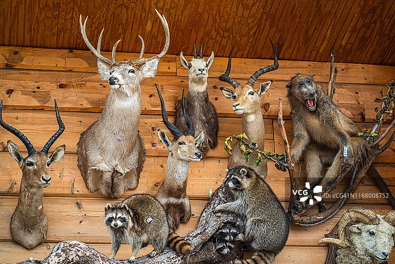 出售的各种动物标本图片素材