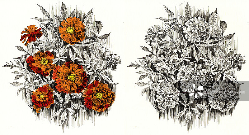 白色背景上的万寿菊：黑白和彩色图片素材