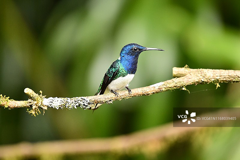 中美洲树枝上的蜂鸟图片素材