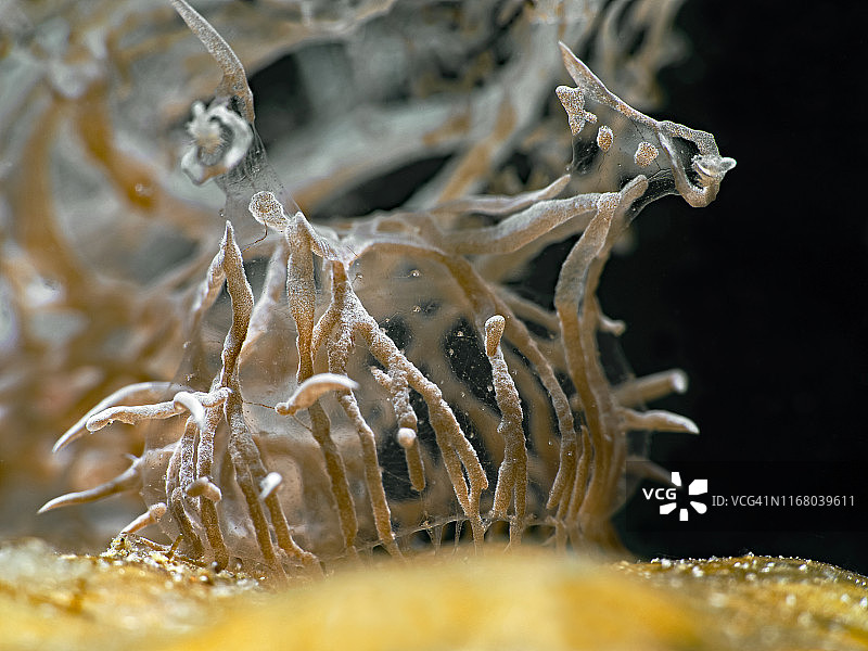 幽灵海蛞蝓头部图片素材