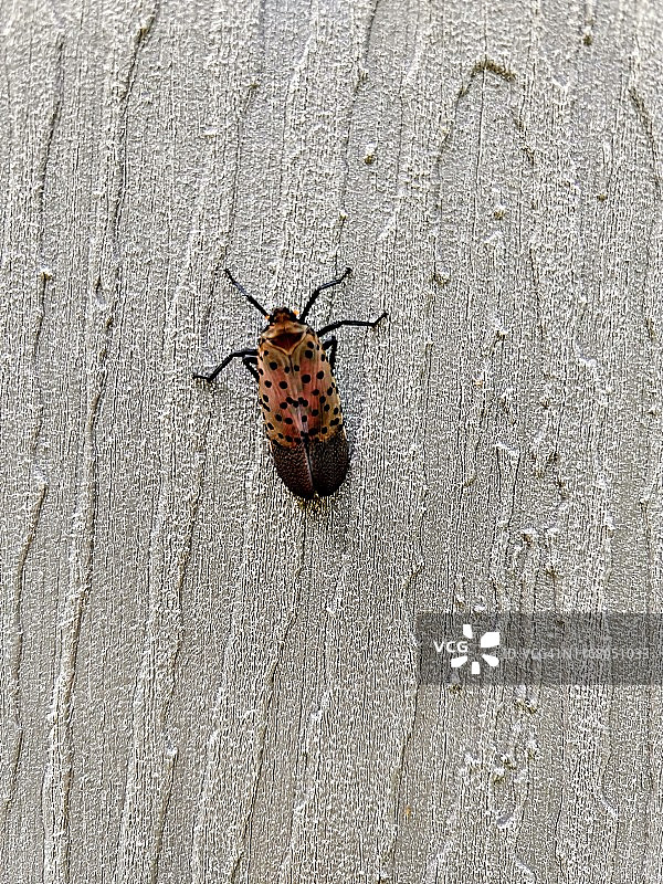 墙上的飞虱图片素材