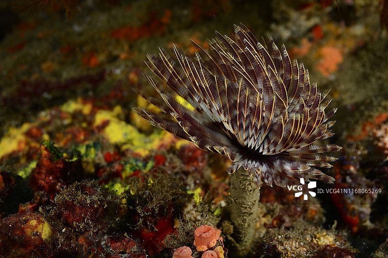 华丽的羽毛掸子图片素材