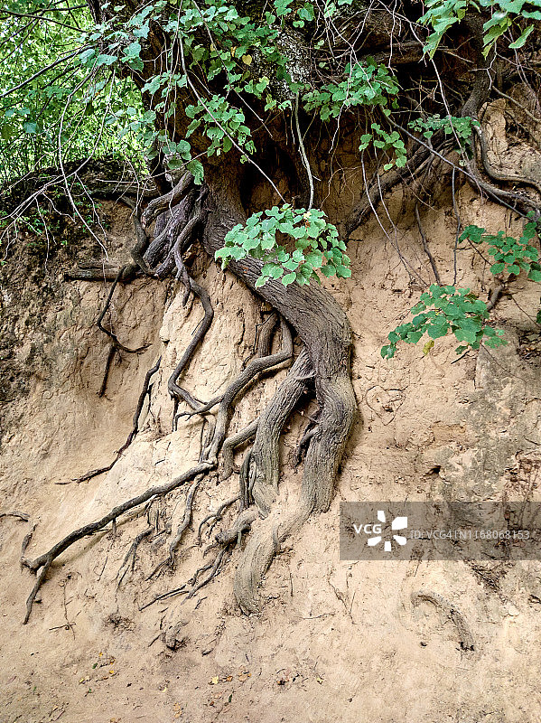波兰卡齐米日-多尔尼附近的科热尼约维杜夫黄土峡谷图片素材