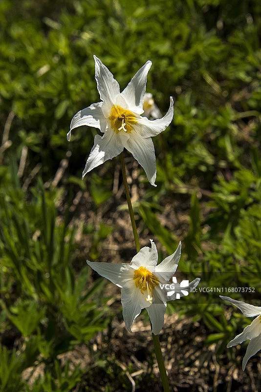 雪崩百合图片素材