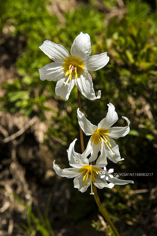 雪崩百合图片素材