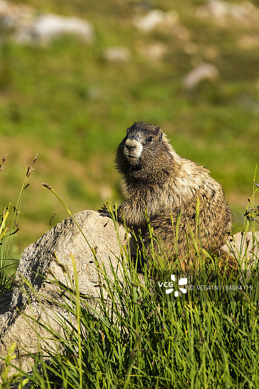 黄腹旱獭图片素材
