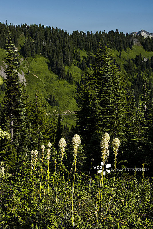 熊草野花图片素材