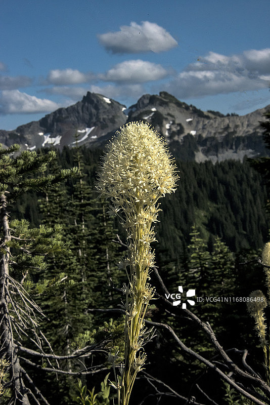 熊草野花图片素材
