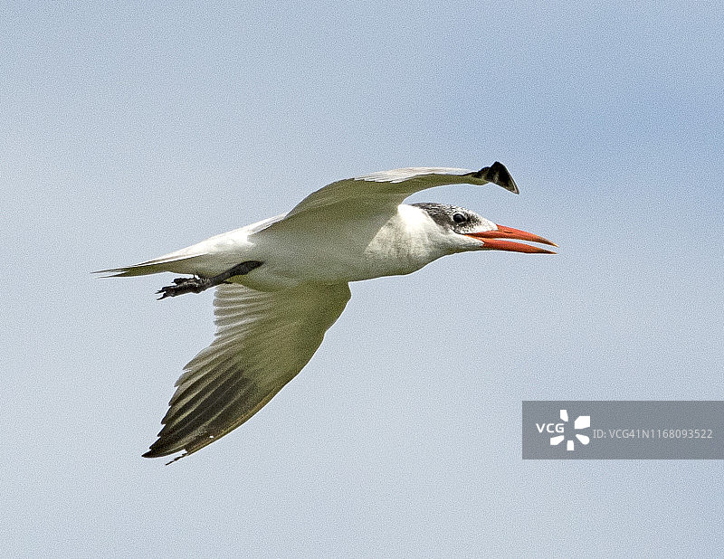 飞翔的里海燕鸥图片素材