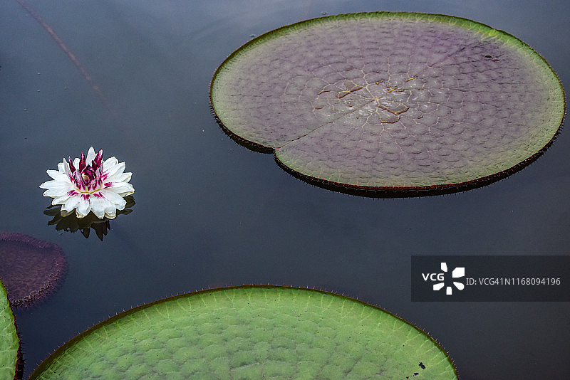 平静水面中倒映的明亮白色睡莲花 (Victoria amazonica)图片素材