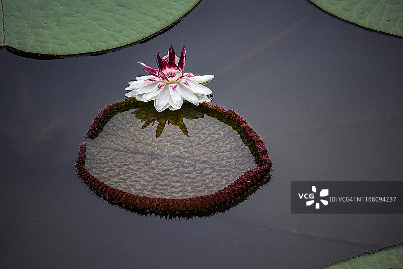 平静水面上紫色圆形叶子边缘的白色和紫色睡莲图片素材