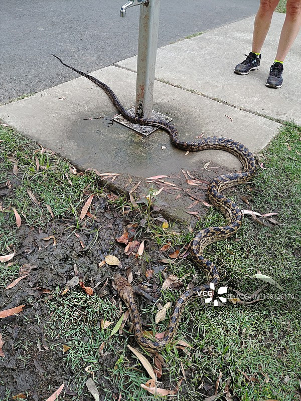 地毯蛇图片素材