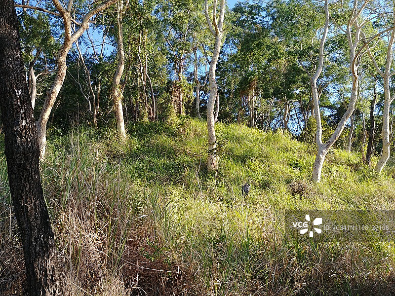 澳大利亚丛林图片素材