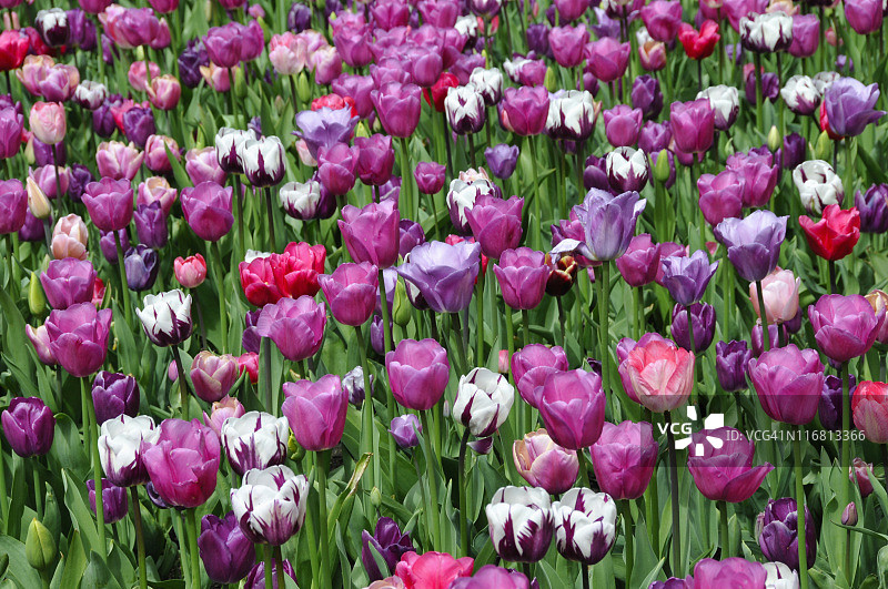 郁金香图片素材