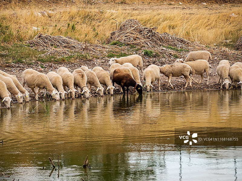 夏季池塘边饮水的黑白羊群图片素材
