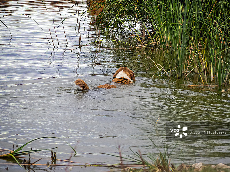 在泻湖中游泳的獒犬图片素材