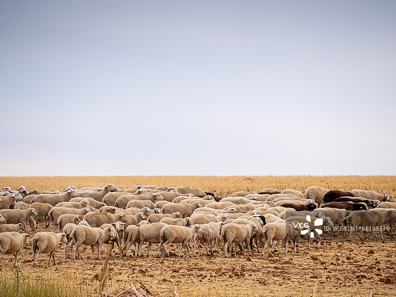 一群黑白绵羊在夏天啃食谷物秸秆。 广泛的生态畜牧概念图片素材