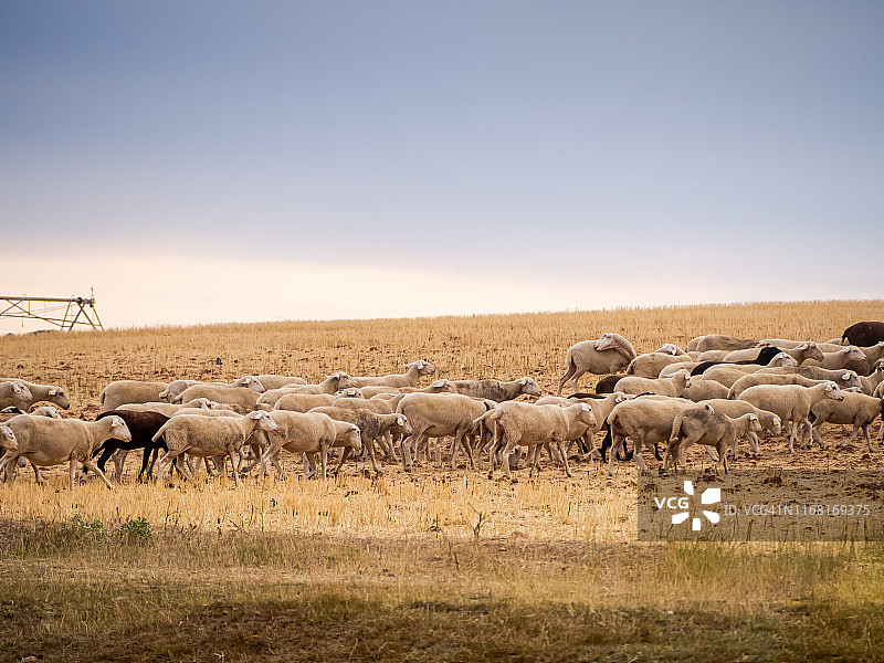 一群黑白绵羊在夏天啃食谷物秸秆。 广泛的生态畜牧概念图片素材