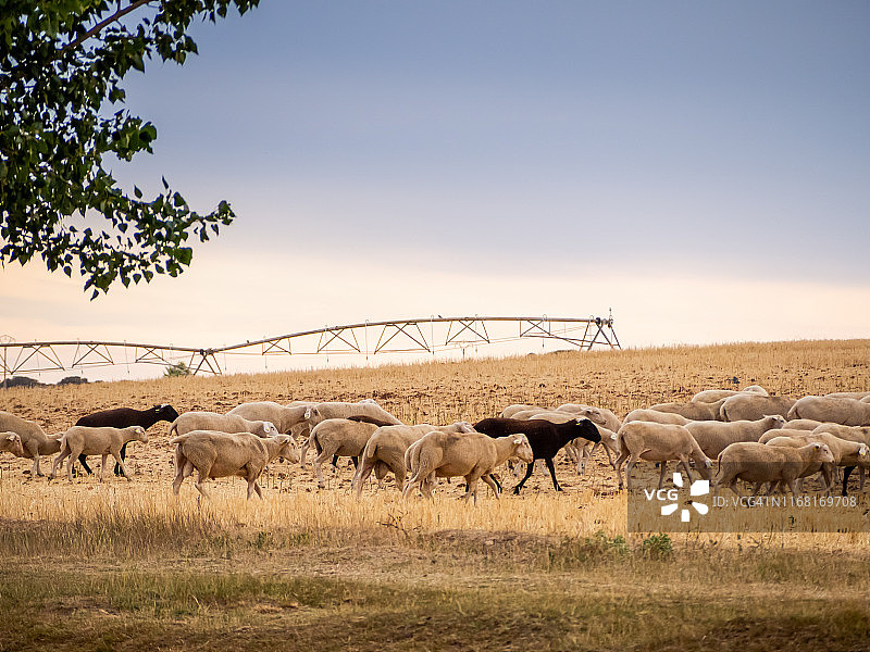 一群黑白绵羊在夏天啃食谷物秸秆。 广泛的生态畜牧概念图片素材