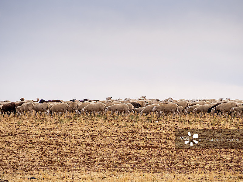 一群黑白绵羊在夏天啃食谷物秸秆。 广泛的生态畜牧概念图片素材