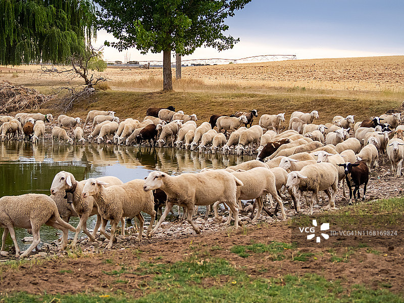 夏季池塘边饮水的黑白羊群图片素材