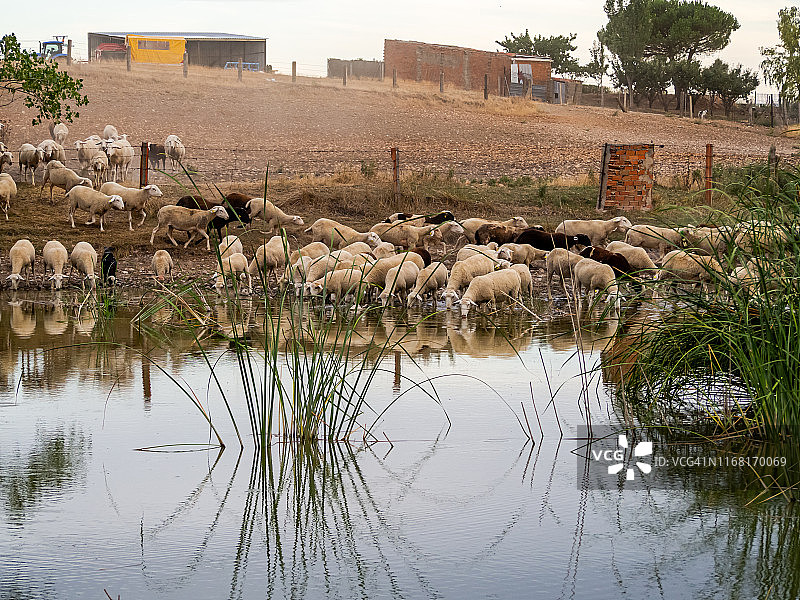 夏季池塘边饮水的黑白羊群图片素材
