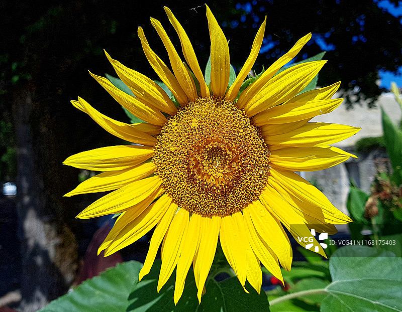 夏日里明亮鲜艳的向日葵特写图片素材
