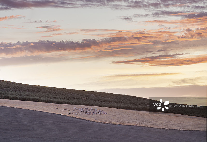 安达卢西亚乡村的羊群景观图片素材