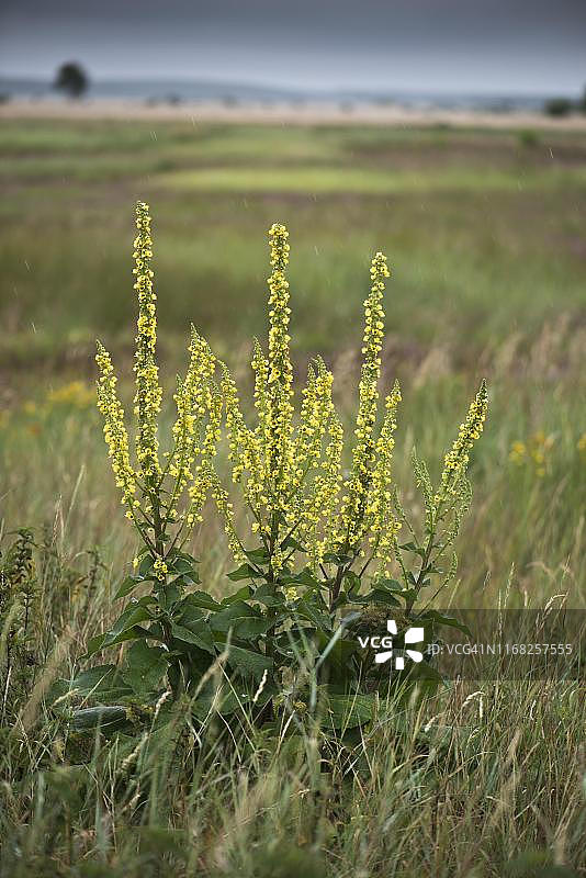 深色毛蕊花：德国下萨克森州埃姆斯兰地区图片素材
