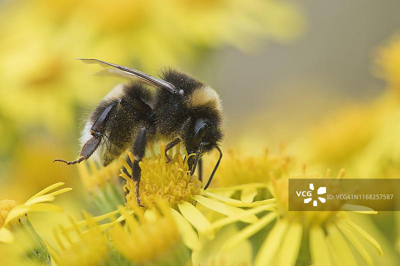 德国下萨克森州埃姆斯兰的豚草上的一只大型土蜂（Bombus terrestris）图片素材