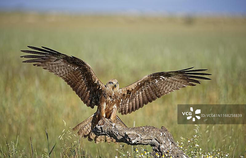 黑鸢降落瞬间，西班牙卡斯蒂利亚-拉曼恰图片素材