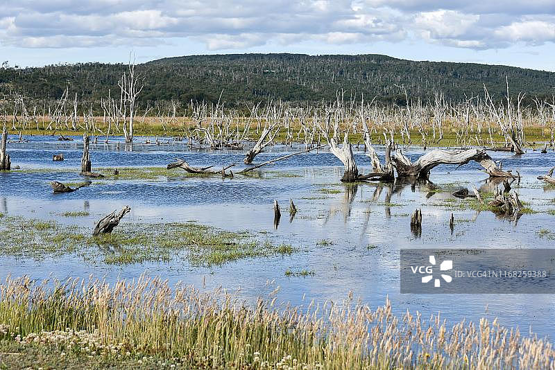 阿根廷火地岛国家公园的沼泽地图片素材