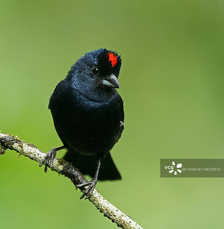 巴西圣保罗州大西洋雨林中栖息在树枝上的红冠森莺图片素材